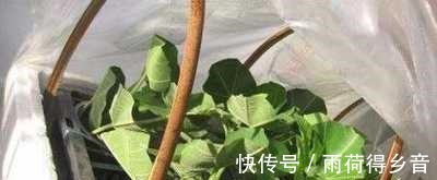 树枝|做无花果扦插,时间一定要“掐准”,插一棵活一棵,不愁没吃的!