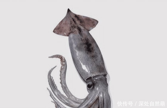 日本90后画家画鱼堪比冷军!没有画水,却画出了鱼游动的感觉!