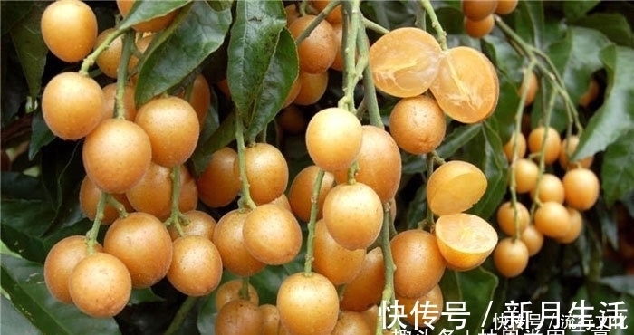 氨基酸|晚上当零食吃几颗,坚持一段时间,化痰止咳,健脾理气,不妨试试