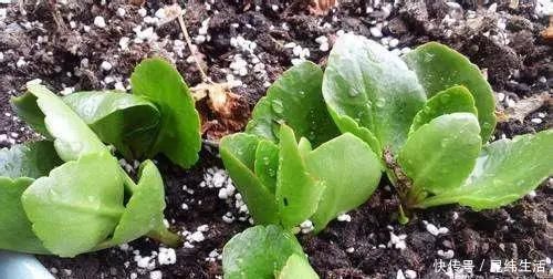 养花|养花爱好者看过来这15种花现在“扦插”,生根快,一个周就长芽