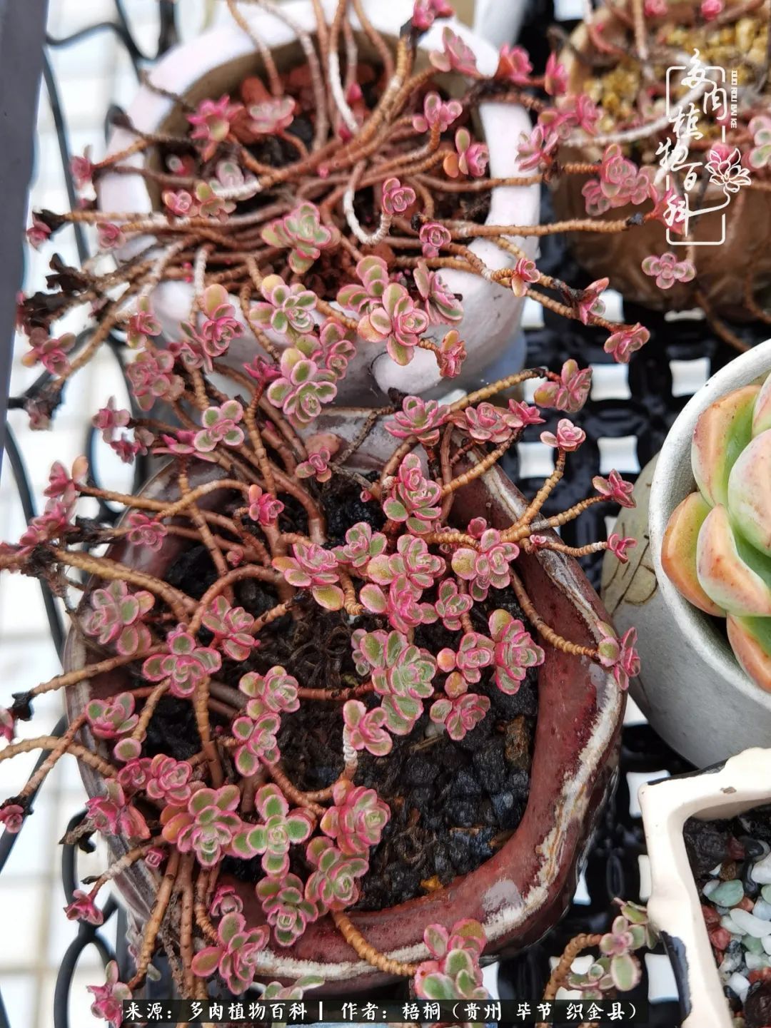 多肉植物|闺蜜一起跳肉坑好闺蜜，就是要互相挖坑一起跳！