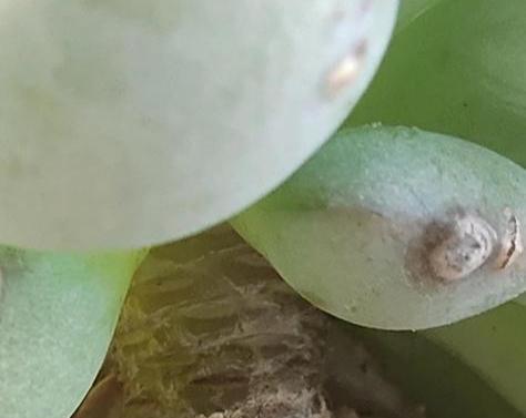 多肉植物入手经验浅谈,如何选择适合的多肉,这是一篇防坑指南