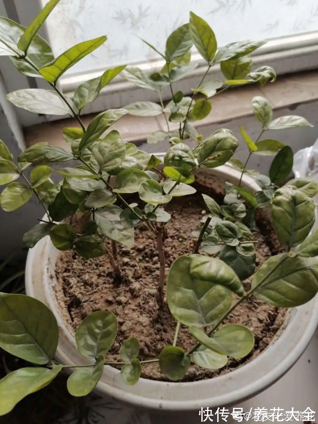 7种花冬天会假死，叶子掉光不要扔，明年还能大爆花