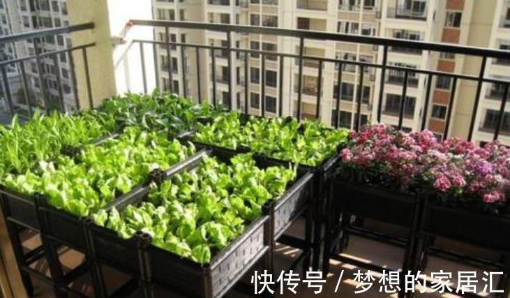 阳台上|真实的阳台种菜经历，翻车血泪史大放送