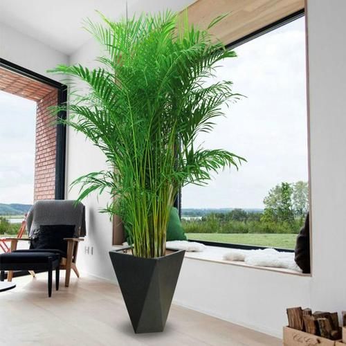 客厅摆什么植物容易养、寿命长,又不需要怎么打理?