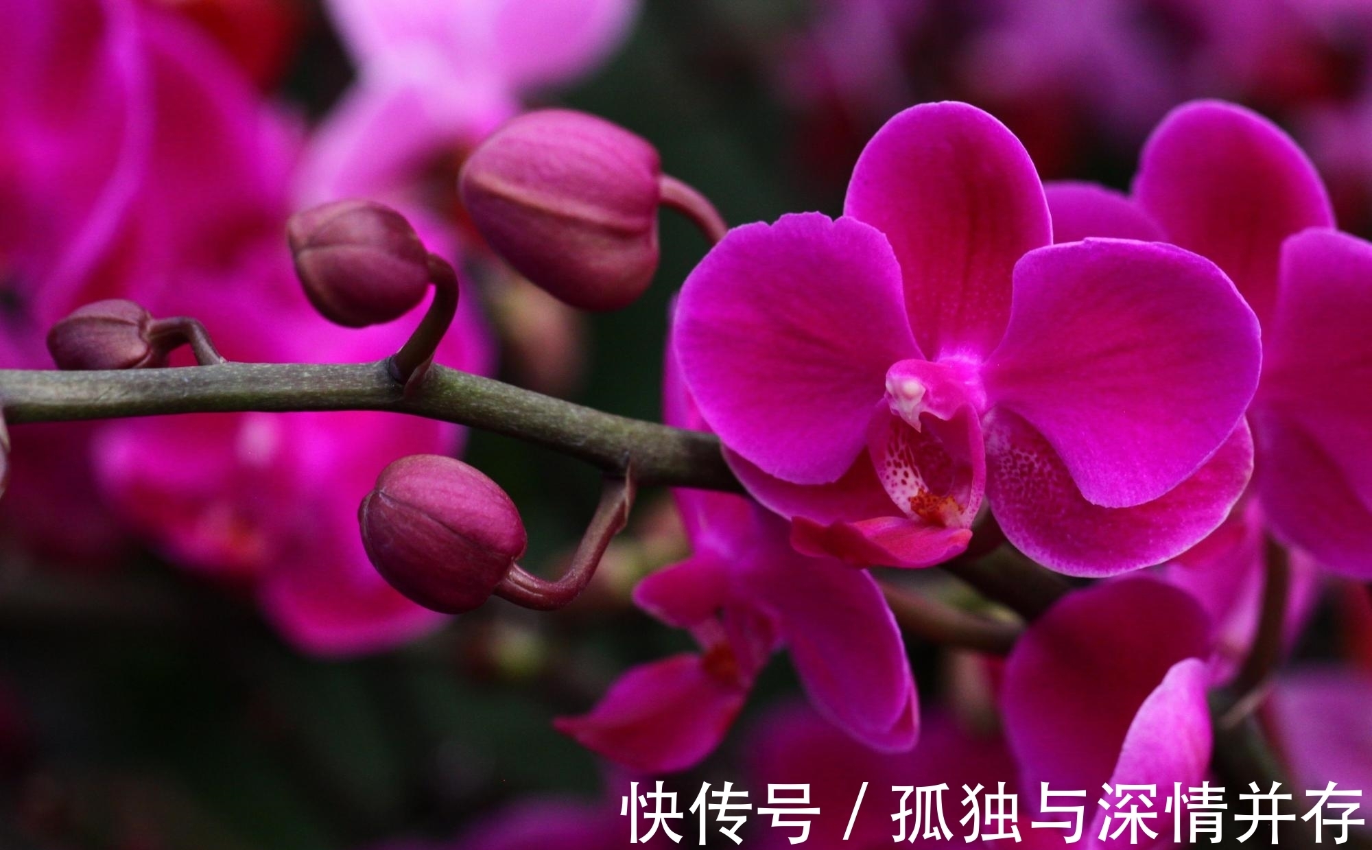 3种不好养的花卉,买之前要考虑好,虽然好看但难养