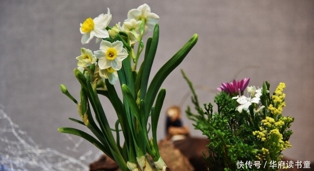 十二星座的幸运花