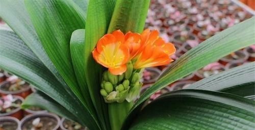 君子兰也分公母?养10年也不开花,根源在这里