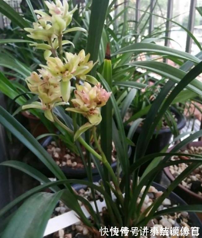 泥土|5种花好养又漂亮，不用管照样长得旺，年年开花不断，美翻天！