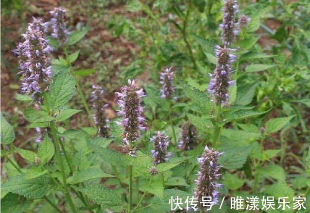 口臭|农村一种比香水还香的草，含一片叶子就能除口臭，还是上等高钙菜