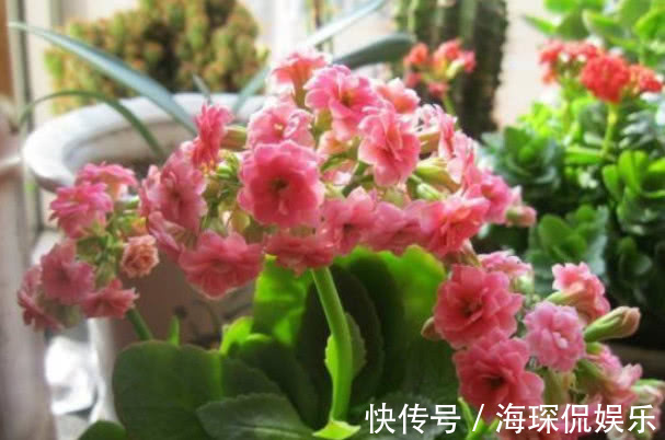 悄悄告诉你,养好“长寿花”,离不开2种水,15天一次,花开满盆