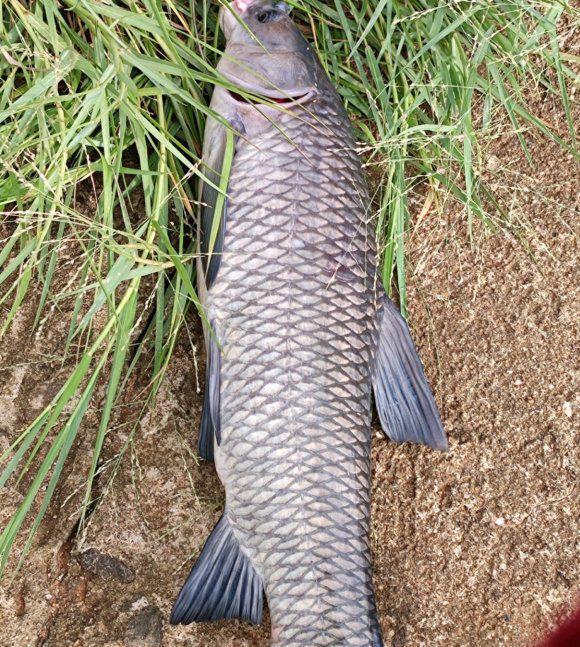 窝子|秋季野钓重要技能：避开小鱼，学会套路再多小鱼拿你没辙