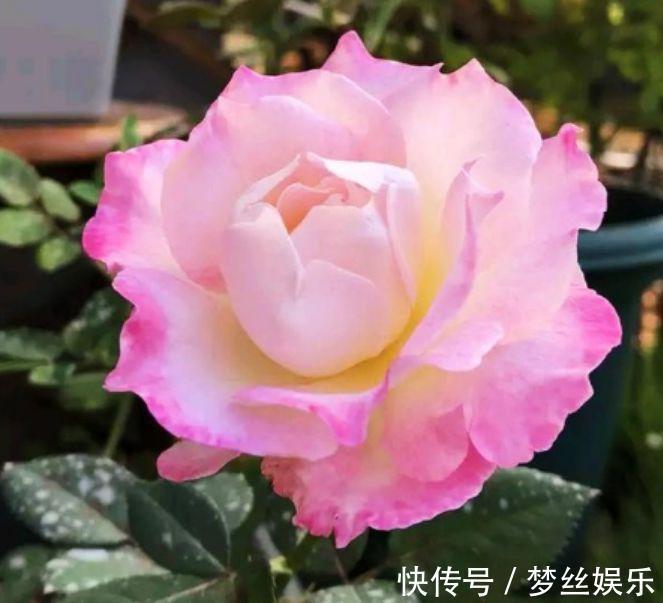 此款花卉,花艳易爆盆,全年开花不断,花开美观又大气