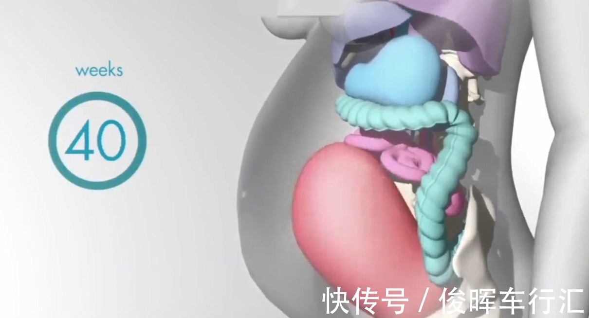 胎宝|怀孕之后,胎儿把妈妈的内脏挤到哪去了?十张高清图带你了解