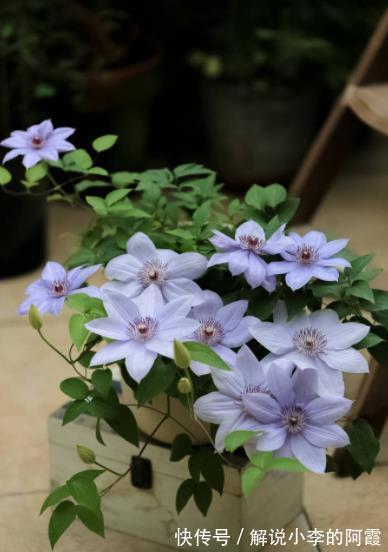 植株|5种花冬天假死后,可别丢了,注意保暖,来年开春还能发芽开花