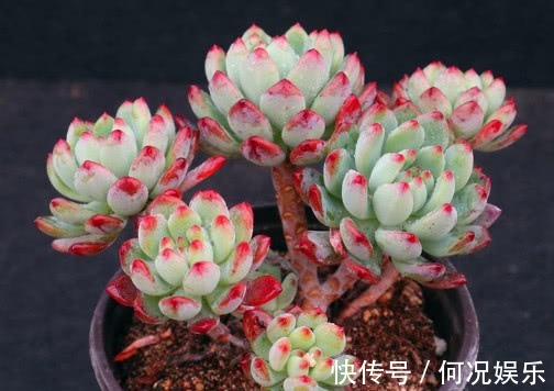 多肉蓝苹果怎么养更艳丽教你3个小妙招,养出红润璀璨的蓝苹果