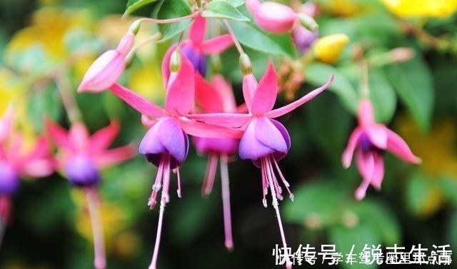 养花|磷酸二氢钾养花最常见的6个误区，难怪花草越长越差还不开花！