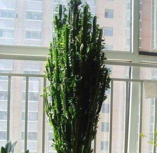 龙骨花|4种花是懒人的最爱,开花爆盆很简单,满树都是花朵,漂亮极了