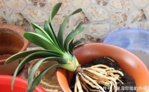 花期|什么淘米水、黄豆水,都不如1勺粉末,用来养花,花开爆盆!