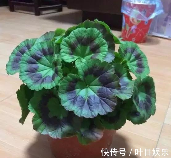 1种花太疯狂,花开300多天,剪根枝条插水里就活,当年就开花!