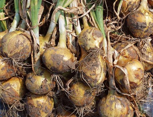 阳台上|婆婆阳台盆栽的洋葱,一段时间后成这样,全家人都哭笑不得