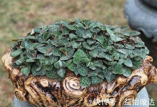 血脂异常|高血压、高血脂、高血糖最怕6种叶子茶,用它泡水喝,身体更健康