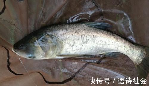 三伏天鲢鳙最好钓,手竿钓鲢鳙,这种钓法最犀利,一钓一个准!