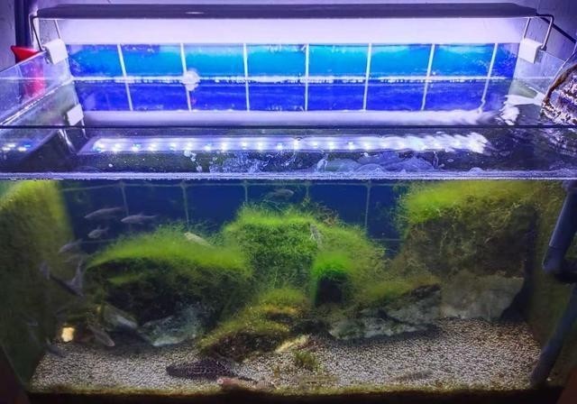 鱼缸里有油膜怎么办