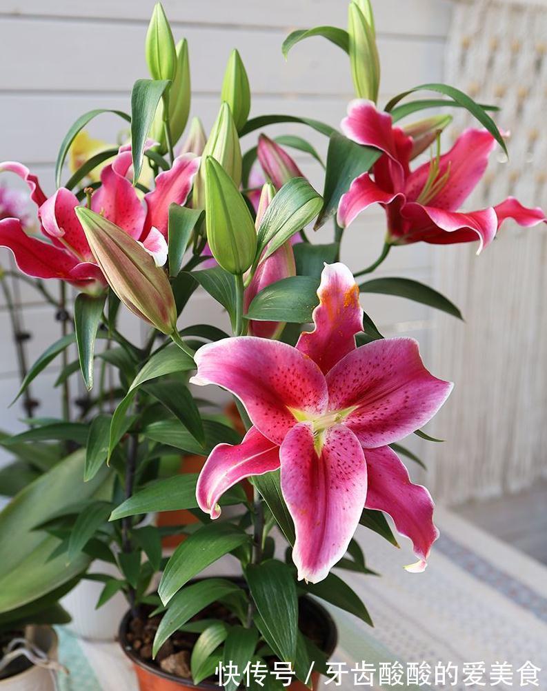 芦荟|6种“女人花”能吃又好闻,采花泡茶养容颜,女人养花,花养美女