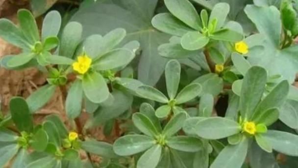 外貌|头发慢慢出现白发,不想认老学会此招,白发变黑发外貌回到18岁