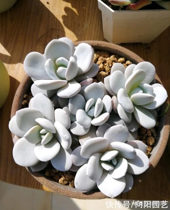 多肉|网上的多肉买回家，先要控形，不要着急养大，适应环境是关键