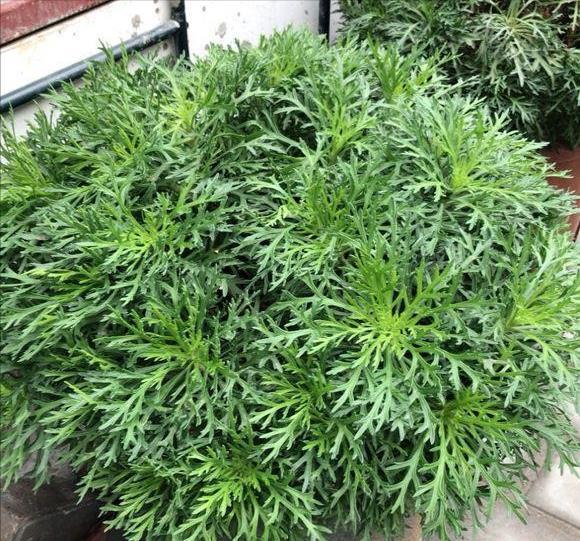 玛格丽特|6种漂亮花，秋天千万不要“乱修剪”，影响一年开花量