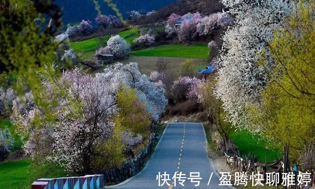 林芝|沿着318，去波密，寻找云端上的桃花源，看全世界最美的桃花