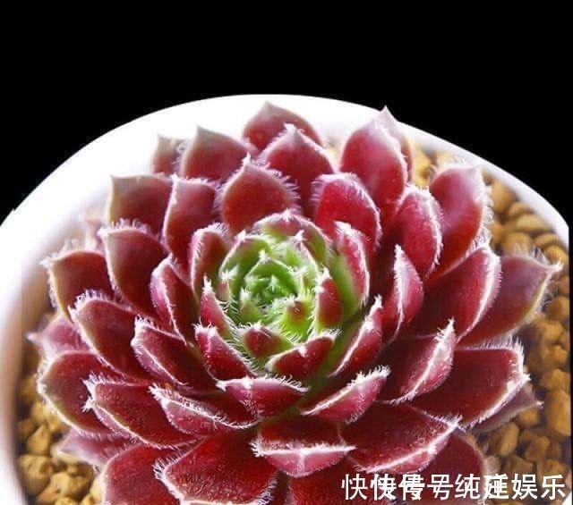 喜欢养多肉就挑漂亮的养,12款迷人的紫色多肉,好看还好养