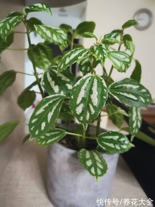 平安树|30种观叶植物,能观赏也净化空气,总有一种你养过
