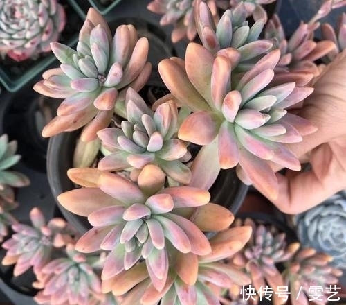 喜欢多肉不会养?试试这几种普货多肉,养得越久美得越惊艳!