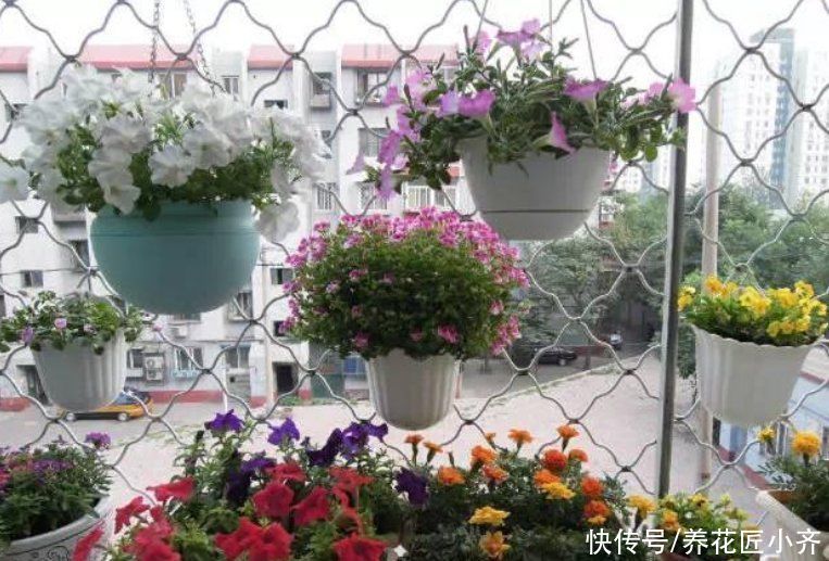 植物|养花忌讳“3种肥”，乱用不好，避免以后就不再黄叶，不用再发愁