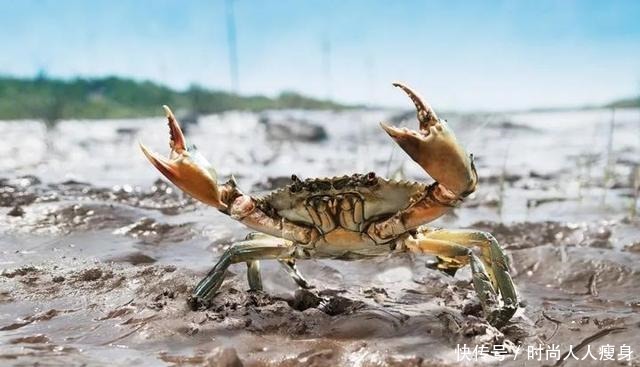 在三门“舞爪横行”的青蟹,到了最好吃的时候啦