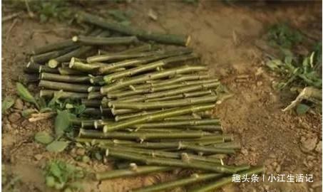 给花卉换盆时,底下垫点“小玩意”,不烂根,营养高,比施肥强!
