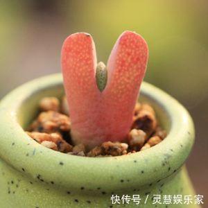 这多肉长的还真怪,像龙虾的“大钳子”,你敢养吗