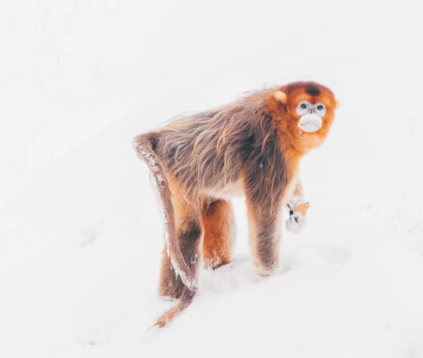 动物遇见冰雪， 济南野生动物世界邀您尽享年末狂欢插图4