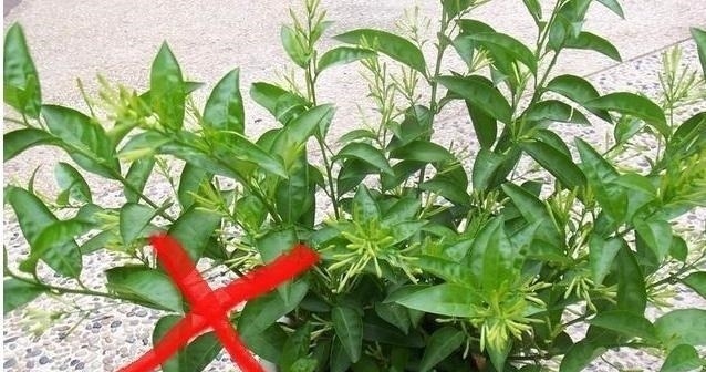 家里养花不要瞎眼!这6种花旺财又养人,有2种花是大忌!