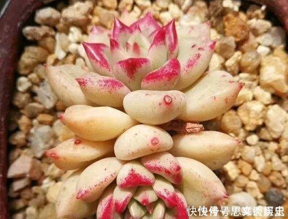  10米长的绿萝,阳台放不下了,看看他是怎么养的吧