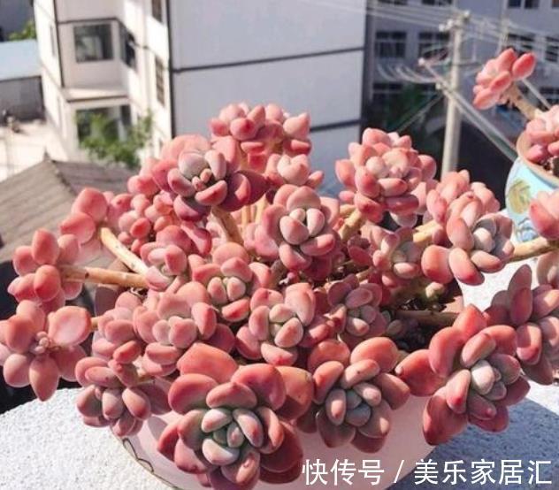 自带香味的6种多肉,好养又好看,冻一冻颜色靓丽,美极了