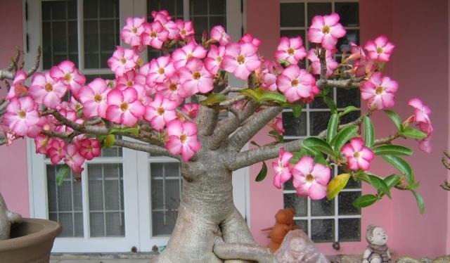 盆栽花卉|此花俗称“最美盆栽花卉”, 再贵也要种2棵, 一年开6次, 沾土就活!