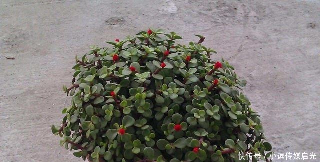 样就可以|盆景分“大小”,这6种盆景越“小”越值钱,有果子价值翻倍!