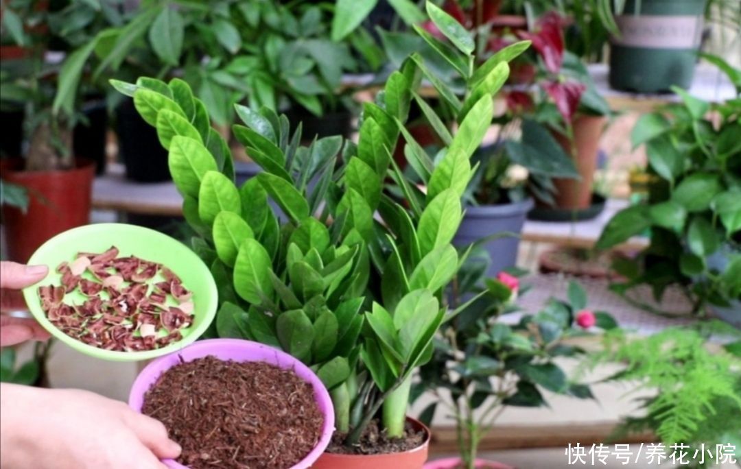 花盆里放3种“小东西”,盆土通透性好,避免出现烂根