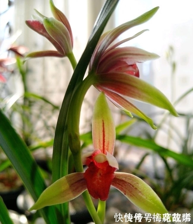 花香|国魂兰花被誉为“四大天后”之一,开花比鸡血还红,花香迷人