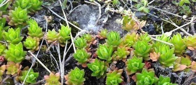 长在缝隙里的它，人称“打不死”，拔了别扔，回家种盆里，美翻天