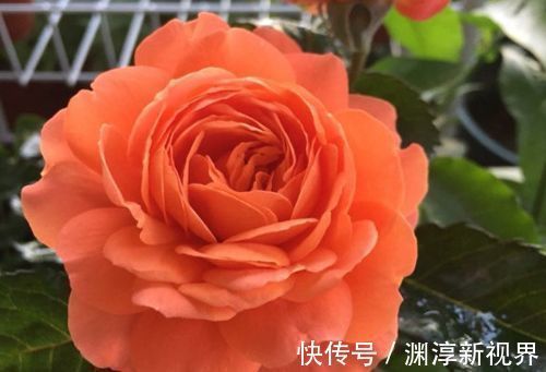 阳台|喜欢牡丹 ,不如养“玫瑰精品”土星王阳台,丰腴婀娜,姿容高雅